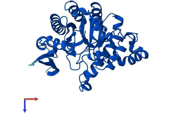 ACMSD Protein (AA 1-336) (His tag)