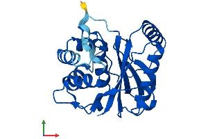 Protein Structure (PS) image for Ubiquitin Carboxyl-terminal Esterase L3 (Ubiquitin Thiolesterase) (Uchl3) (AA 1-230) protein (His tag) (ABIN7555963)