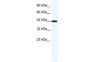 WB Suggested Anti-RXRG Antibody Titration:  1. (Retinoid X Receptor gamma Antikörper  (N-Term))