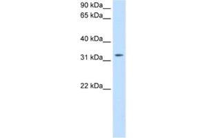 Western Blotting (WB) image for anti-Thyrotropin-Releasing Hormone (TRH) antibody (ABIN2463773) (TRH Antikörper)