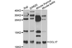 Western blot analysis of extracts of various cell lines, using CCL17 antibody (ABIN5971483) at 1:400 dilution. (CCL17 Antikörper)