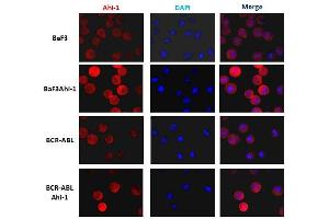 Immunofluorescence analysis in Ba/F3 cells with Ahi1 monoclonal antibody, clone 645s3( Cat # MAB8962 ) at 1 : 200 dilution. (AHI1 Antikörper  (C-Term))