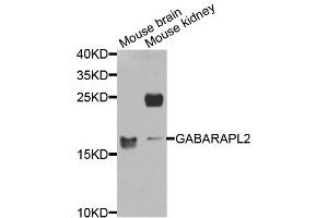 Western blot analysis of extracts of various cell lines, using GABARAPL2 antibody (ABIN5974960) at 1/1000 dilution. (GABARAPL2 Antikörper)