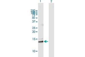 Western Blot analysis of PLA2G2E expression in transfected 293T cell line by PLA2G2E MaxPab polyclonal antibody. (PLA2G2E Antikörper  (AA 1-142))