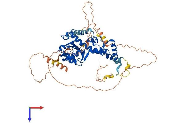 EXD1 Protein (AA 1-514) (His tag)