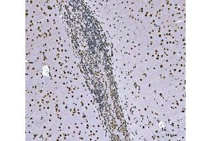 IHC analysis of SNRPN using anti-SNRPN antibody (ABIN3043934). (SNRPN Antikörper  (N-Term))