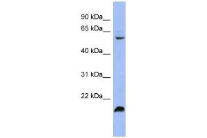 WB Suggested Anti-SFRS4 Antibody Titration: 0. (SRSF4 Antikörper  (Middle Region))
