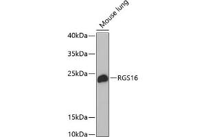 Western blot analysis of extracts of mouse lung, using RGS16 antibody (ABIN1682525, ABIN3018505, ABIN3018506 and ABIN6220488) at 1:1000 dilution. (RGS16 Antikörper  (AA 1-202))