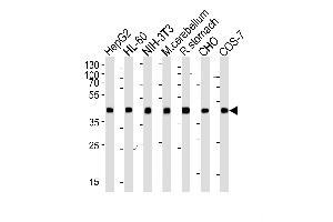 Western blot analysis of lysates from HepG2, HL-60, mouse NIH/3T3 cell line, mouse cerebellum and rat stomach tissue lysate, CHO, COS-7 cell line lysate(from left to right), using Beta-actin Antibody (ABIN387755 and ABIN2838006). (beta Actin Antikörper)