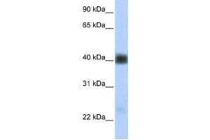 Western Blotting (WB) image for anti-Sarcoglycan, beta (43kDa Dystrophin-Associated Glycoprotein) (SGCB) antibody (ABIN2458826) (SGCB Antikörper)
