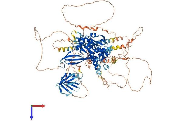 USP37 Protein (AA 1-979) (His tag)