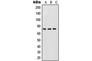 Western blot analysis of NF-kappaB p65 (pS468) expression in HeLa TNFa-treated (A), NIH3T3 LPS-treated (B), rat brain (C) whole cell lysates.