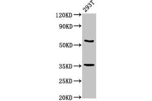 Western Blot Positive WB detected in: 293T whole cell lysate All lanes: LPP antibody at 7. (LPP Antikörper  (AA 227-391))