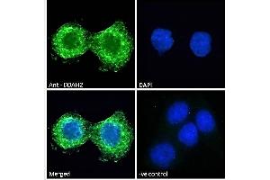 ABIN184668 Immunofluorescence analysis of paraformaldehyde fixed A431 cells, permeabilized with 0. (DDAH2 Antikörper  (C-Term))