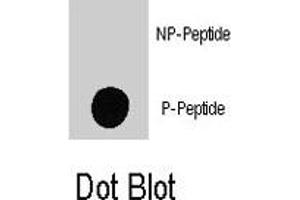 Dot blot analysis of MAP4K4 (phospho S801) polyclonal antibody  on nitrocellulose membrane. (MAP4K4 Antikörper  (pSer801))