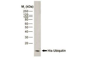 Western blot analysis of His-Ubiquitin recombinant protein probed with MOUSE ANTI HISTIDINE TAG:HRP (ABIN119352). (His Tag Antikörper  (HRP))