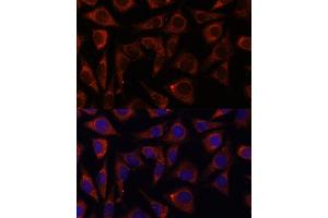 Immunofluorescence analysis of L929 cells using MRPS7 antibody (ABIN7268588) at dilution of 1:100. (MRPS7 Antikörper  (AA 110-190))