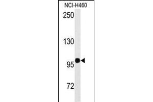 Western blot analysis of anti-HIPK2 Antibody  f in NCI- cell line lysates (35 μg/lane). (HIPK2 Antikörper  (AA 344-372))