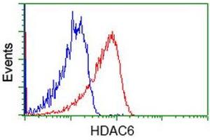 Image no. 3 for anti-Histone Deacetylase 6 (HDAC6) antibody (ABIN1498620) (HDAC6 Antikörper)
