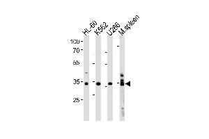 GFI1B Antibody (C-term) (ABIN1881370 and ABIN2843371) western blot analysis in HL-60,K562, cell line and mouse spleen lysates (35 μg/lane).