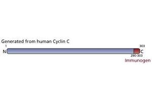 Image no. 1 for anti-Cyclin C (CCNC) (AA 290-303) antibody (ABIN967636) (Cyclin C Antikörper  (AA 290-303))