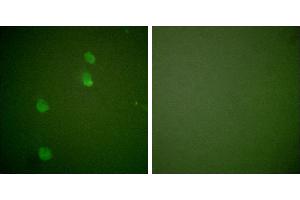 Peptide - +Immunofluorescence analysis of NIH/3T3 cells, using Cullin 2 antibody (#C0163).