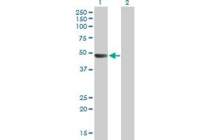Western Blot analysis of ARHGAP25 expression in transfected 293T cell line by ARHGAP25 MaxPab polyclonal antibody.