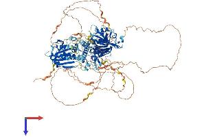 MAP1S Protein (AA 1-973) (His tag)