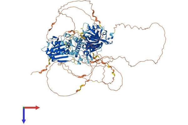 MAP1S Protein (AA 1-973) (His tag)