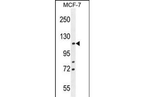 BCLAF1 Antibody (C-term) (ABIN654941 and ABIN2844582) western blot analysis in MCF-7 cell line lysates (35 μg/lane). (BCLAF1 Antikörper  (C-Term))