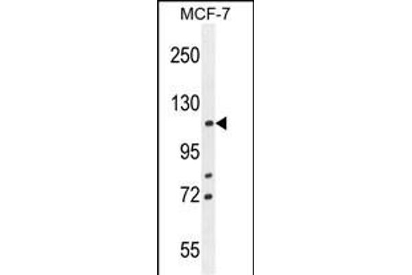 BCLAF1 Antikörper  (C-Term)