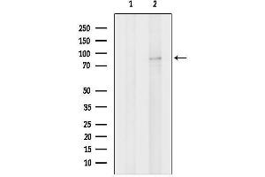 anti-Synaptic Vesicle Glycoprotein 2A (SV2A) (N-Term) antibody