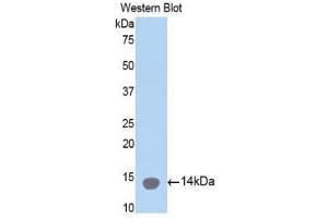 Western Blotting (WB) image for anti-Collagen, Type II, alpha 1 (COL2A1) (AA 1226-1331) antibody (ABIN1858453) (COL2A1 Antikörper  (AA 1226-1331))