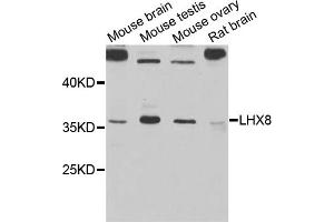 Western blot analysis of extracts of various cell lines, using LHX8 antibody (ABIN5971078) at 1/1000 dilution.
