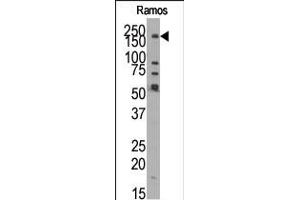 Western blot analysis of anti-JMJD1B (N-term) Pab in Ramos cell line lysate. (KDM3B Antikörper  (N-Term))