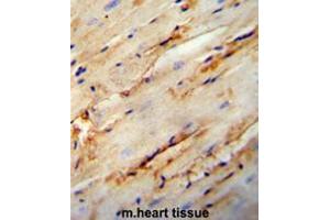COL5A1 antibody (N-term) immunohistochemistry analysis in formalin fixed and paraffin embedded mouse heart tissue followed by peroxidase conjugation of the secondary antibody and DAB staining. (Collagen Type V Antikörper  (N-Term))