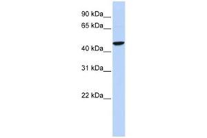 WB Suggested Anti-GABRR2 Antibody Titration:  0. (GABRR2 Antikörper  (Middle Region))