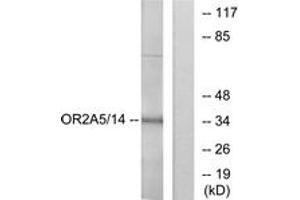 Western blot analysis of extracts from K562 cells, using OR2A5/2A14 Antibody. (OR2A5/2A14 (AA 241-290) Antikörper)