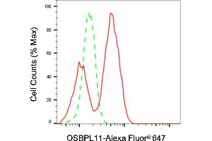 anti-Oxysterol Binding Protein-Like 11 (OSBPL11) antibody