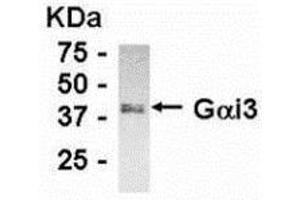 Western Blotting (WB) image for anti-Guanine Nucleotide Binding Protein (G Protein), alpha Inhibiting Activity Polypeptide 3 (GNAI3) (C-Term) antibody (ABIN2467820) (GNAI3 Antikörper  (C-Term))