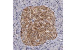 Immunohistochemical staining of human pancreas with TMED8 polyclonal antibody  shows strong cytoplasmic positivity in islet cells. (TMED8 Antikörper)