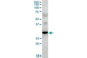 FAIM2 polyclonal antibody (A01), Lot # 051122JC01.