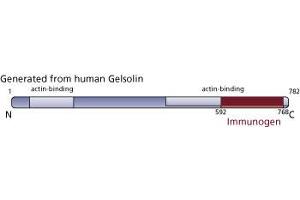 Image no. 3 for anti-Gelsolin (GSN) (AA 592-768) antibody (ABIN967953) (Gelsolin Antikörper  (AA 592-768))