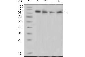Western blot analysis using PYK2 mouse mAb against Raji (1), PMA induced THP-1 (2), Jurkat (3) and Ramos (4) cell lysate. (PTK2B Antikörper  (AA 815-997))