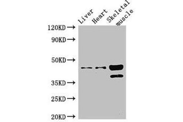 Acad8 Antikörper  (AA 201-415)