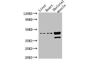 Western Blot Positive WB detected in: Mouse liver tissue, Mouse heart tissue, Mouse skeletal muscle tissue All lanes: ACAD8 antibody at 3 μg/mL Secondary Goat polyclonal to rabbit IgG at 1/50000 dilution Predicted band size: 46, 32, 39 kDa Observed band size: 46, 39 kDa (Acad8 Antikörper  (AA 201-415))