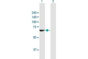 Western Blot analysis of NMT2 expression in transfected 293T cell line by NMT2 MaxPab polyclonal antibody. (NMT2 Antikörper  (AA 1-498))