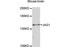 Western blot analysis of extracts of mouse brain, using JAG1 antibody (ABIN6291336) at 1:3000 dilution.