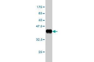 Western Blotting (WB) image for anti-Integrin-Linked Kinase (ILK) (AA 341-452) antibody (ABIN561483)