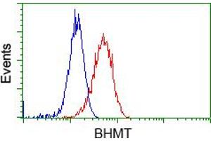 Flow cytometric Analysis of Hela cells, using anti-BHMT antibody (ABIN2452808), (Red), compared to a nonspecific negative control antibody (TA50011), (Blue). (BHMT Antikörper)